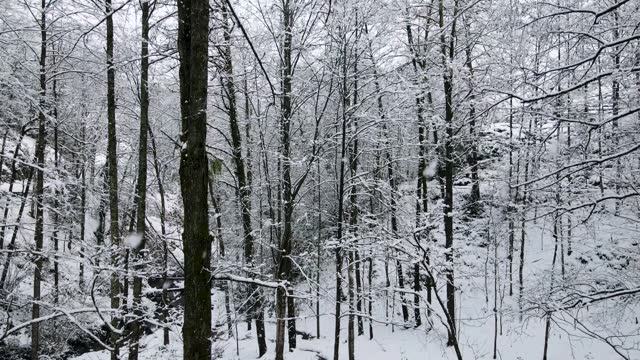 Snow Covered Alder Forest