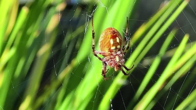 Close-up shot of a garden spider still in the web in sunny California - Araneus diadematus