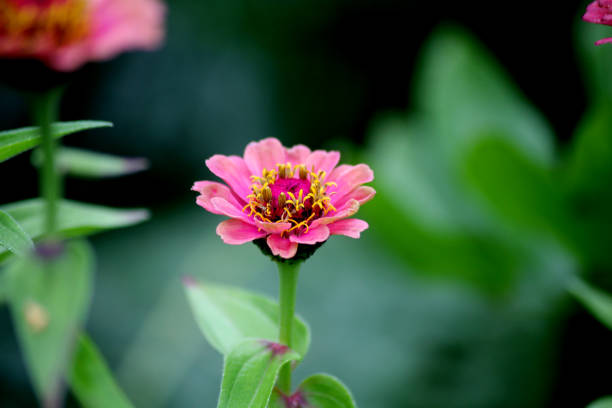 A pink zinnia flower