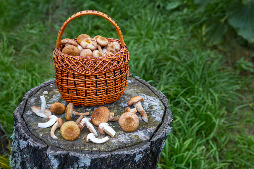 Autumn decoration from plants, mushrooms, flowers and leaves on white