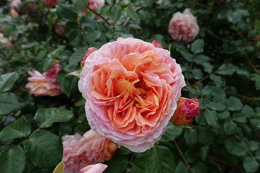 Pink tea rose (Rosa odorata), a garden variety. The first known use of the term 'tea rose' was in 1838, and it describes a garden bush rose that has its origins in China. There are many varieties, and the abundant blossoms are usually tea-scented.