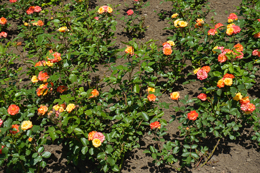 A lot of colorful pink and yellow flowers of roses in June