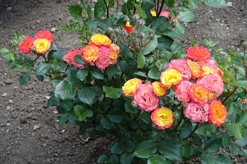 Multicolored flowers on rose bush in June