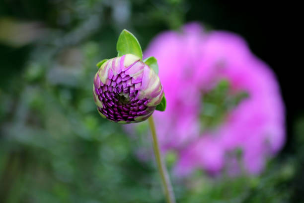 A dahlia flower preparing to bloom