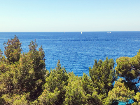 green pine trees growing by the Adriatic Sea