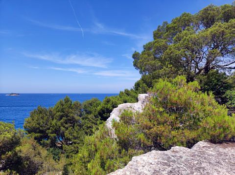 green pine trees growing by the Adriatic Sea