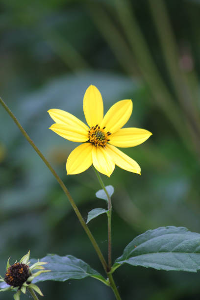 istock A Jerusalem artichoke flower 1675644715