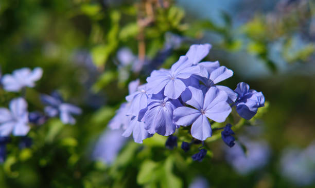 istock Macro of blue jasmine flower 1675645195