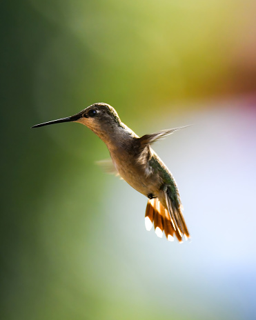 Ruby Throated Hummingbird frozen in mid air