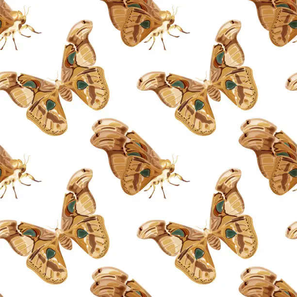 Vector illustration of Seamless pattern with brown Atlas moth. Nocturnal tropical butterfly.