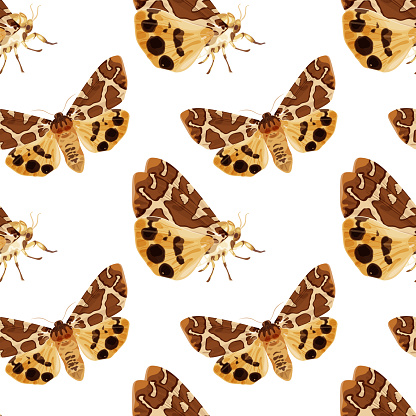 Seamless pattern with brown moth. Nocturnal tropical butterfly. Stock vector illustration on a white background.