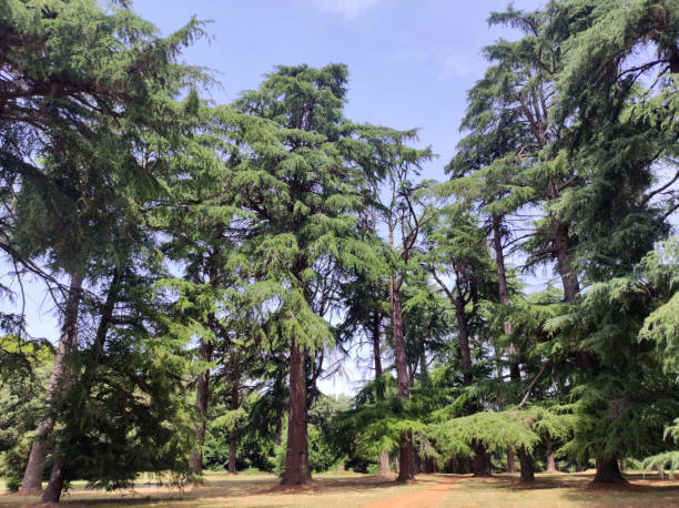 Deodar Cedar trees growing in the park forest in Rovinj, Croatia Cedrus Deodara trees in the forest cedrus deodara stock pictures, royalty-free photos & images