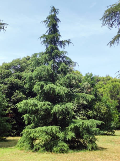 istock Deodar Cedar trees growing in the park forest in Rovinj, Croatia 1675655294