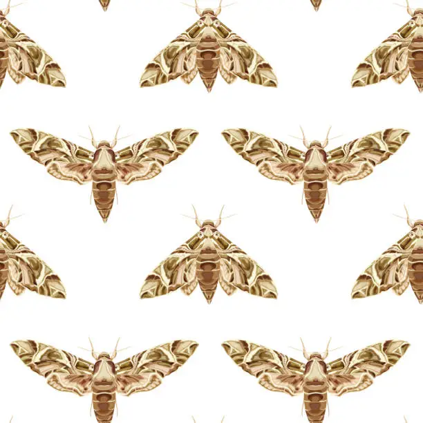 Vector illustration of Seamless pattern with Oleander Hawk-Moth. Nocturnal tropical butterfly.