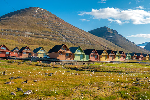 Colorful old coal mining houses on the hills of Longyearbyen, with flocks of baranacle geese in the foreground, Spitsbergen, Svalbard, Norway