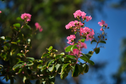 red flower tree isolated include clipping path