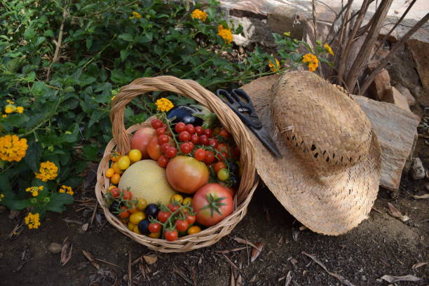 Vegetables inside a wooden basket next to a straw hat, from a fruit and vegetable garden