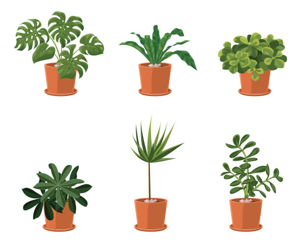 bildbanksillustrationer, clip art samt tecknat material och ikoner med vector set of different houseplants in flower pots on white background - monstera arum family