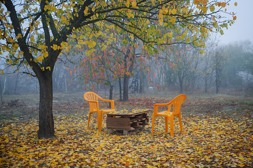 Dull and depressing scenery of two yellow empty plastic chairs around blank table outside in the backyard, below an apricot tree with falling yellow leaves on a cold, rainy and foggy fall day. Autumn weather and seasonal affective disorder concept