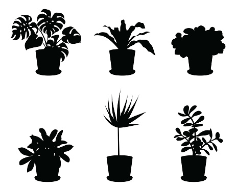 Vector Set of different houseplants in flower pots on white background