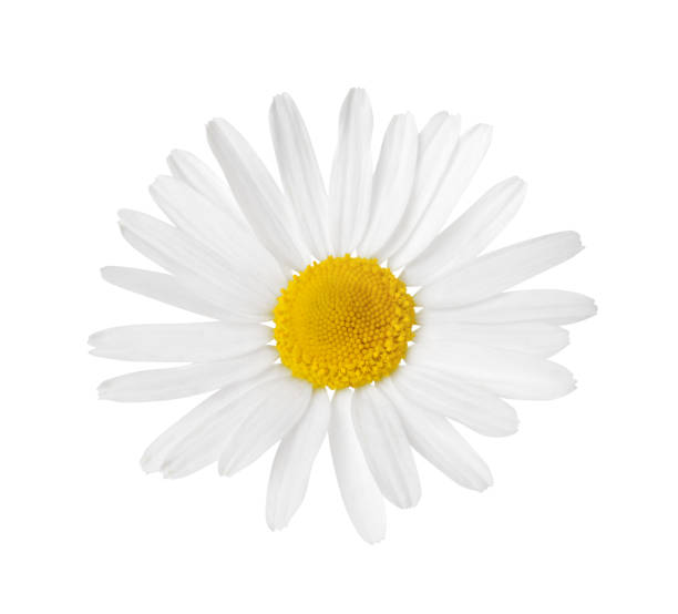 istock Chamomile flower isolated on white background. One single chamomile flower. 1675693494