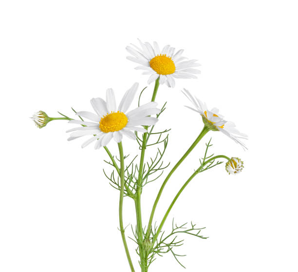 istock Chamomile flower isolated on white background. Three chamomile flowers with green stem and leaves. 1675695094