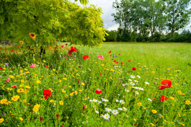 istock Deciduous Tree and blooming wildflowers on meadow in sunlight 1675703935