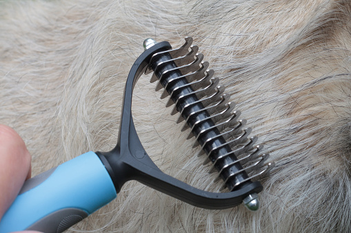 Close-up of a hand using a furminator to comb a dog's fur, highlighting the concept of seasonal shedding and pet care.