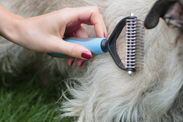 istock Pet Care: Woman Combing Dog with Furminator 1675719739