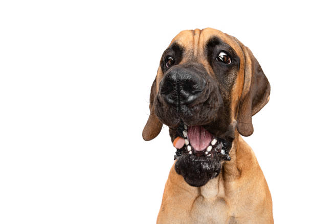 istock Great Dane catching treat isolated on white studio background copy space 1675720279