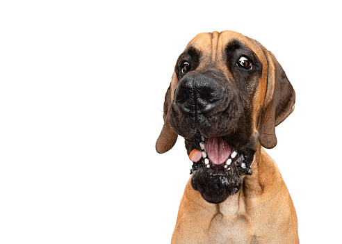 Boxer dog isolated on white background