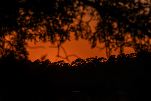 Silhouetted trees against the Sunset  on Pawley's Island in Georgetown County South Carolina