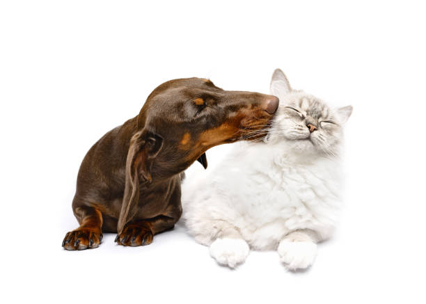 白いスタジオ背景にダックスンドとラグドール猫が横たわる親友のキス - dog kiss ストックフォトと画像