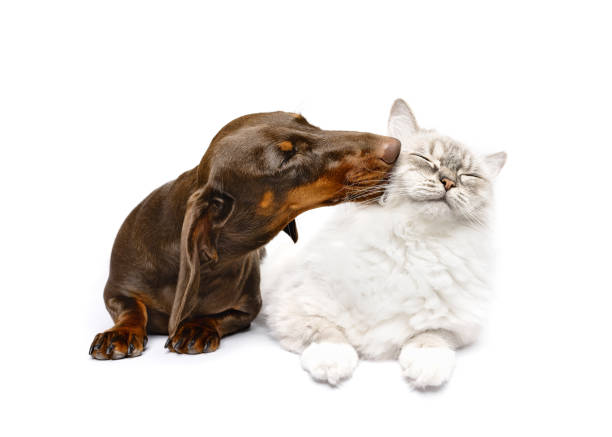 Dachsund and ragdoll cat lying isolated on white studio background best friends kiss Dachshund dog and ragdoll cat isolated on white studio background copy space friendship dog kissing cat stock pictures, royalty-free photos & images