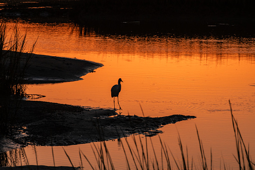 A snowy egret fishing at Sunset in the protected area of the salt water Marsh on Pawley's Island in Georgetown County South Carolina