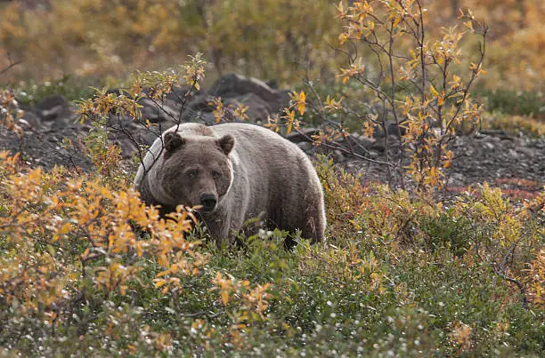 Grizzly (Ursus arctos) bear forages in the dwarf willow, Denali National Park, Alaska