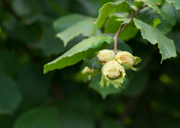 istock Fresh hazelnuts on a branch with green leaves 2 1675722981