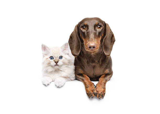 istock Dachsund and ragdoll kitten cat lying isolated on white studio background best friends 1675725677