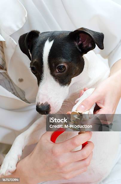 Close Up View Of Jack Russell Terrier De Manicura Foto de stock y más banco de imágenes de Adulto - Adulto, Almohadillas - Pata de animal, Animal