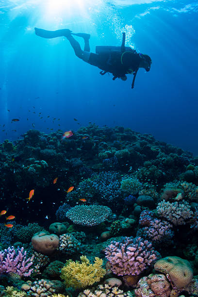 istock Scuba Diving at Coral Reef 167573636
