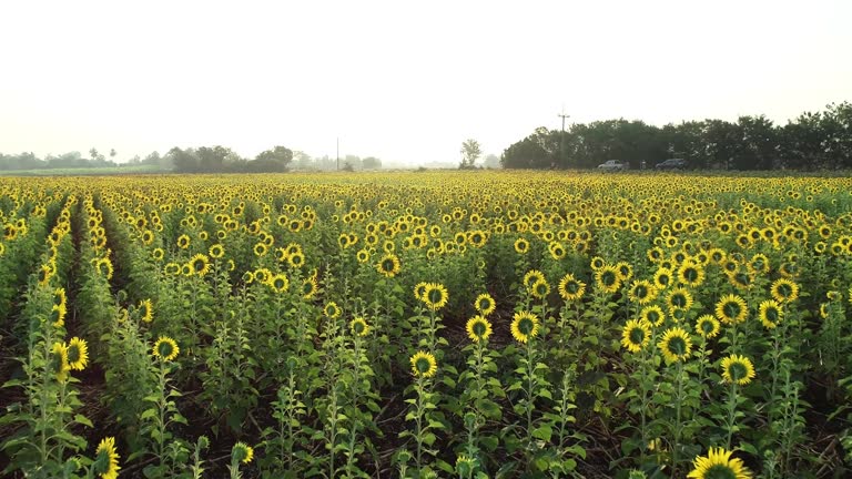 Flying Over Blooming Sunflower Rural Field