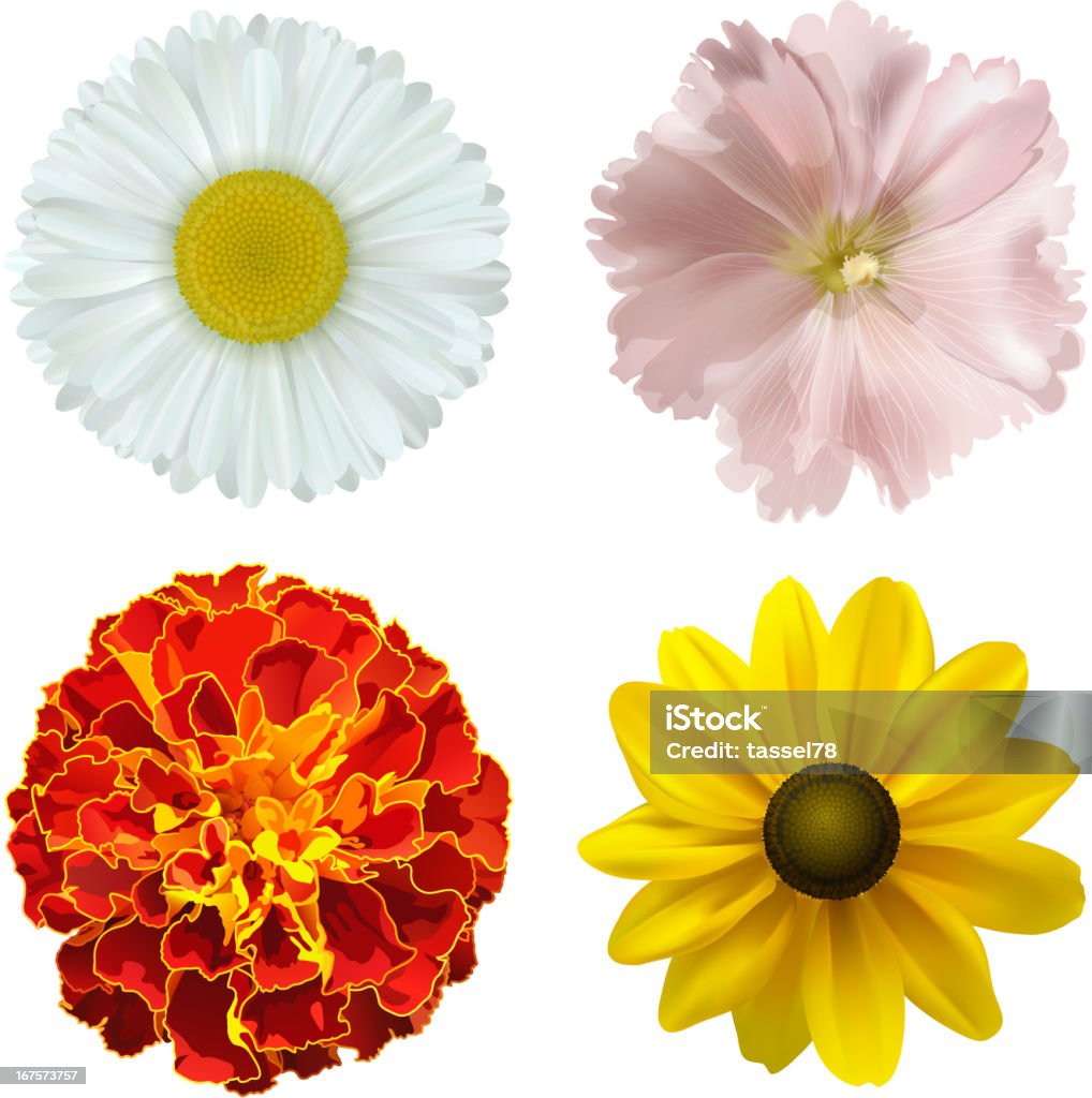 Summer flowers set of different summer flowers on a white background. vector illustration Black-Eyed Susan stock vector