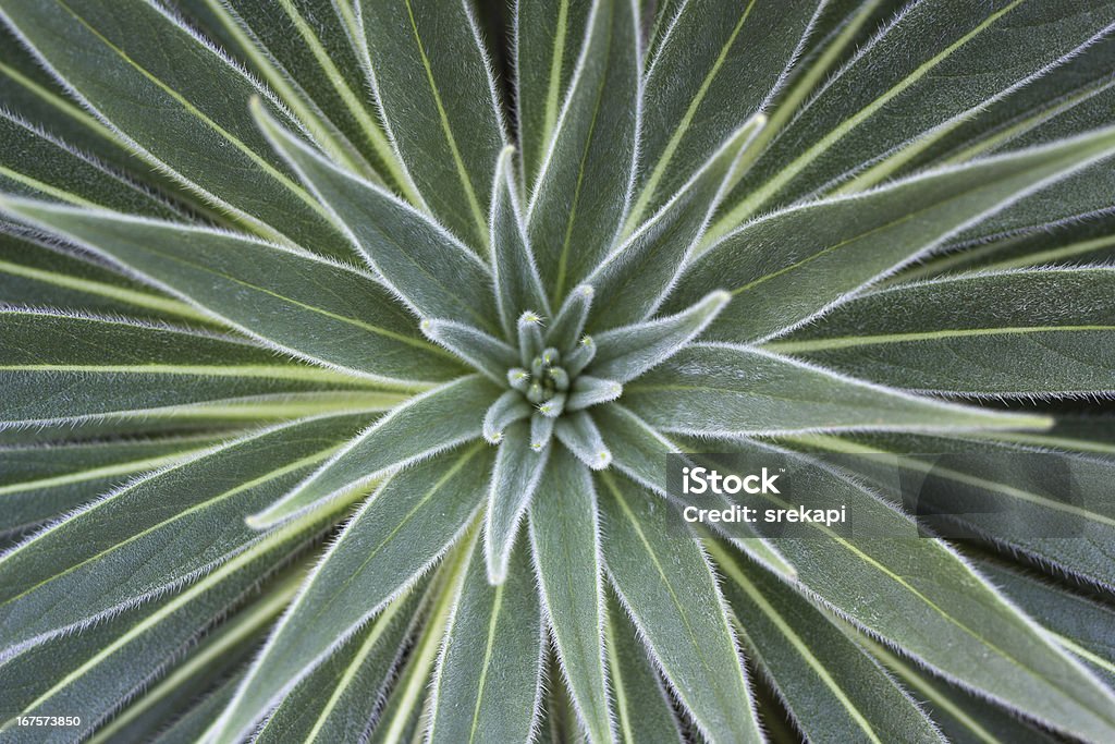 Echium листья rosette - Стоковые фото Tower Of Jewels - Echium wildpretii Plant роялти-фри