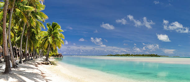 istock Aitutaki beach with palm trees 167573884