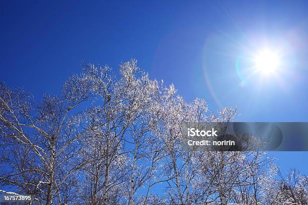 Raureif Und Sonntag Stockfoto und mehr Bilder von Aussicht genießen - Aussicht genießen, Baum, Blau