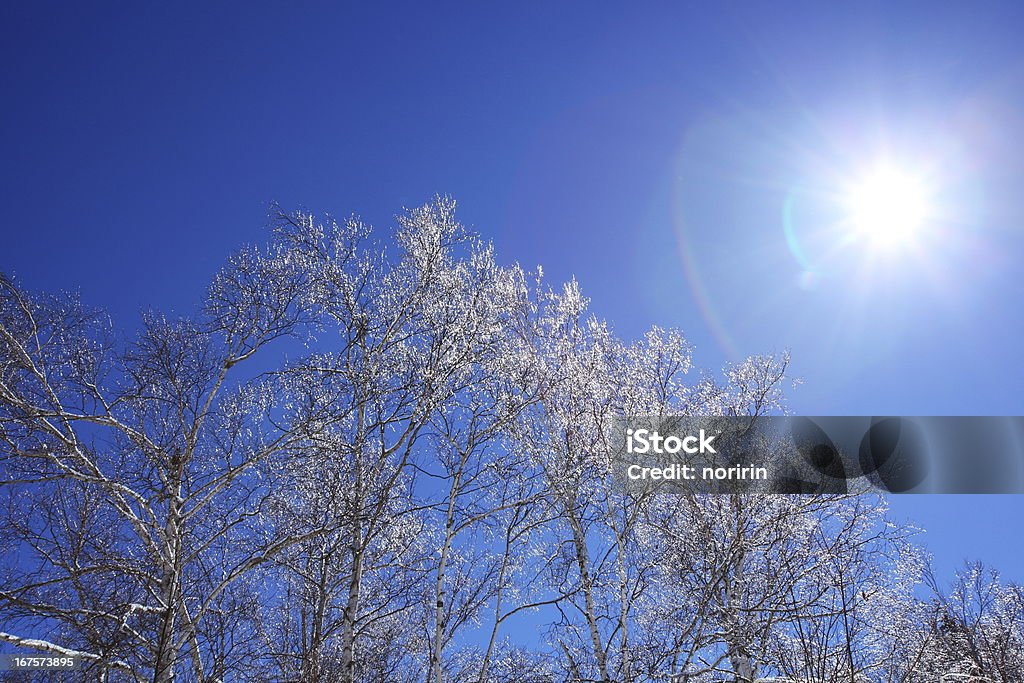 Cencellada y sol - Foto de stock de Aire libre libre de derechos
