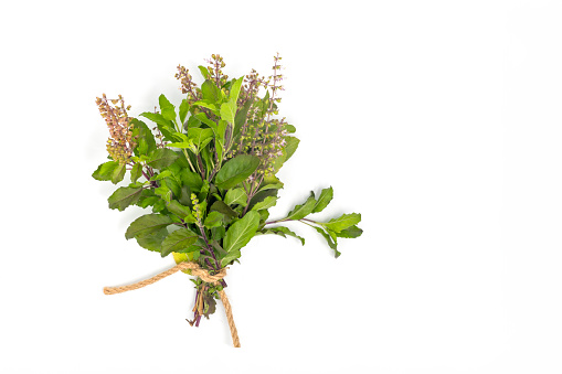 Holy basil leaves isolate on white background with clipping path.Top view of Vegetable and Herb, Fresh Oganic Ocimum Sanctum or Tulsi Isolated on White Background with copy space.