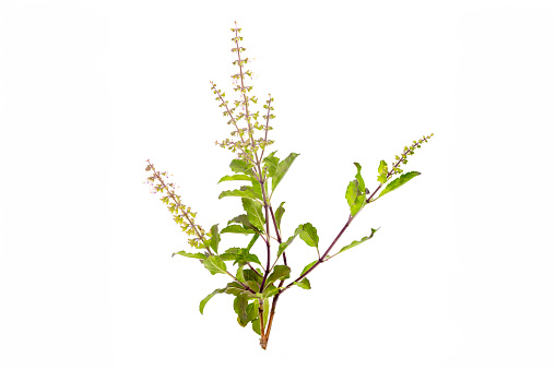 Holy basil leaves isolate on white background with clipping path.Top view of Vegetable and Herb, Fresh Oganic Ocimum Sanctum or Tulsi Isolated on White Background with copy space.