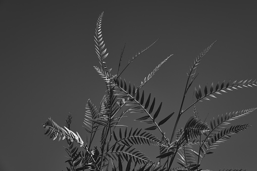 black anc white shot of Jacaranda leaves against daylight sky