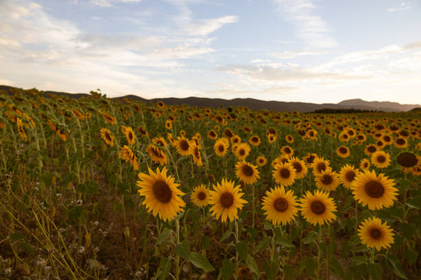 istock Sunflower field at sunset 1675761859